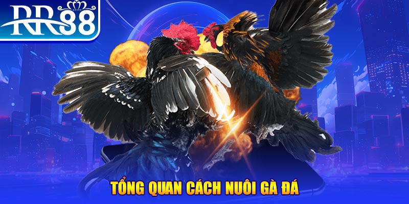 so xo 888 VA Điện Tử