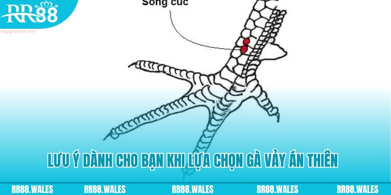 so xo 888 xổ số đồng nai